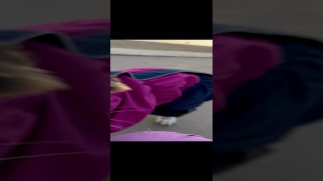 Щенок порода гончая, бордер колли