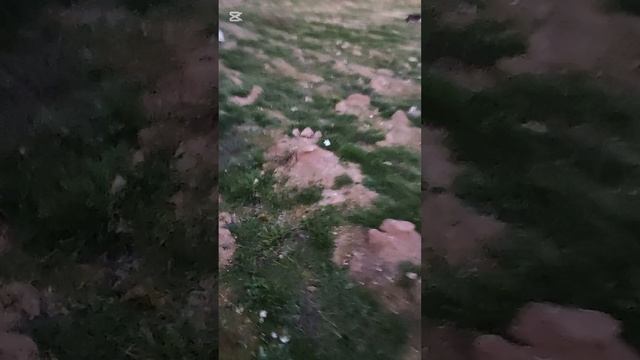 Новобранцы дикуши