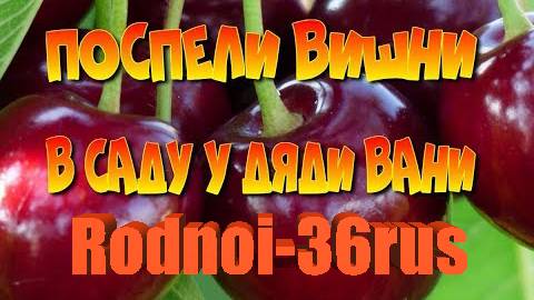 "Поспели вишни в саду у д.Вани"