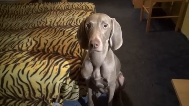 Weimaraner Rita wants to eat SO MUCH!