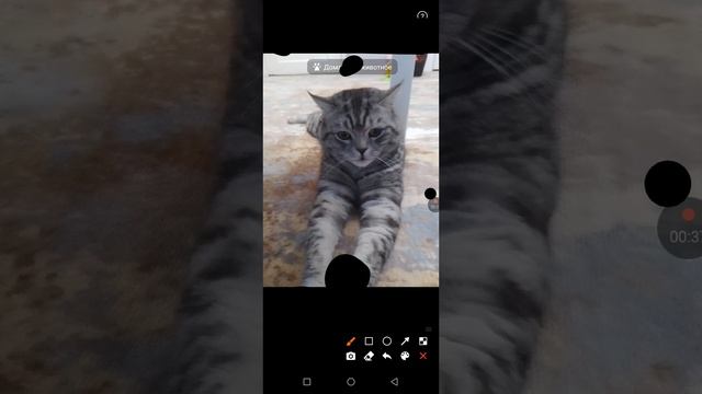 это майнкун мой кот