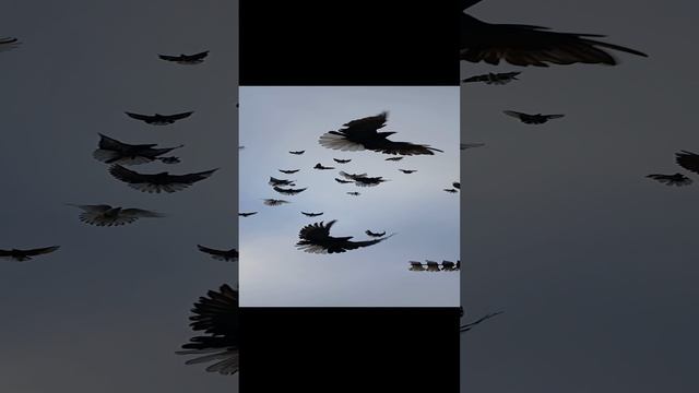 Николаевские голуби.