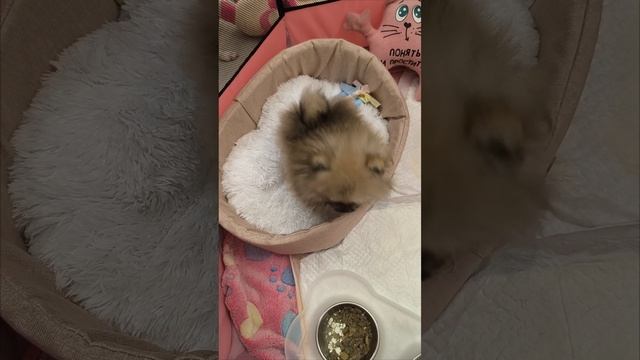 Лилуша