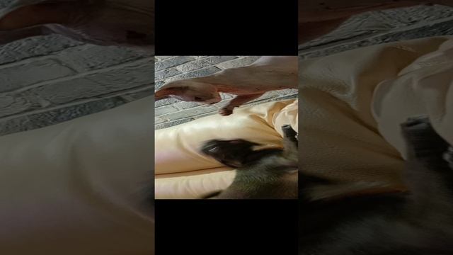 Сфинкс против чихуахуа