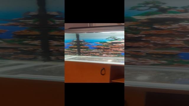 VID_20250103_204631.mp4