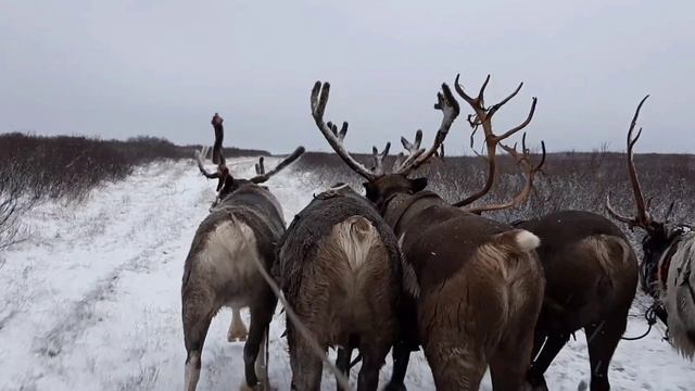 Мы поедем, мы помчимся на оленях утром ранним.