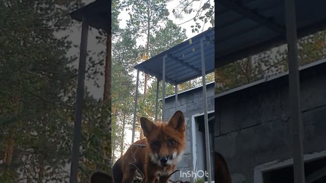 #прогулка с #лисой #лис #fox