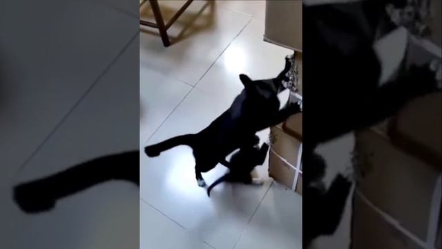 Мать фигне не научит!