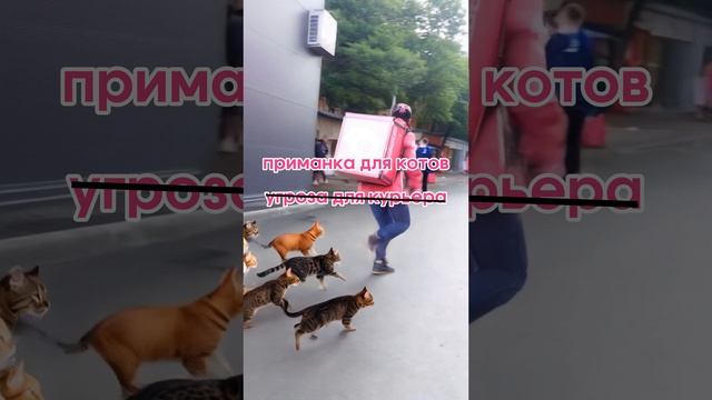 Когда заказал корм, а получил курьера с сопровождением из котиков 🐱🚴♂️#TurboSMKT #Котики #Курьер