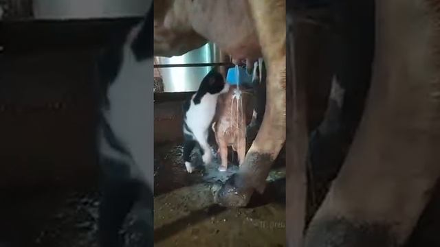 Авария на молоко заводе