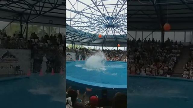 Дельфинарий
