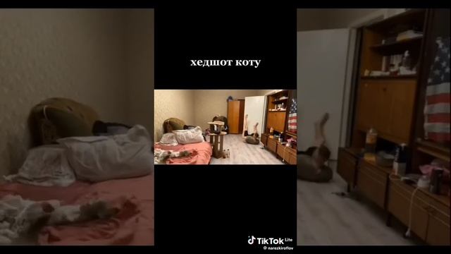 коту хлежбэк