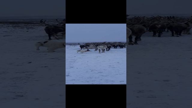 Первый снег в тундре.