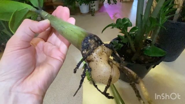 Замиокулькас растет медленно( Надо что-то делать!