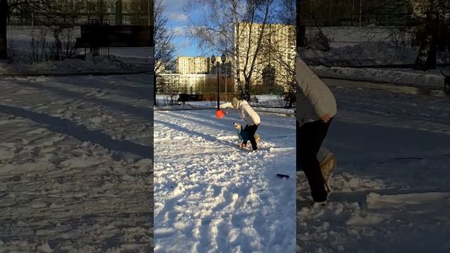 Уиппет Эвр - совместные движения и барьер