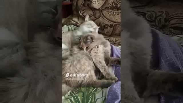1000131111.mp4