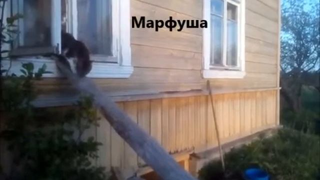 Коты. Кто есть кто..mp4