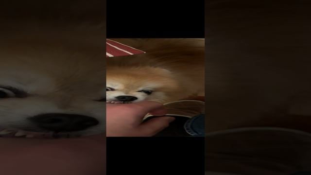 Шпиц