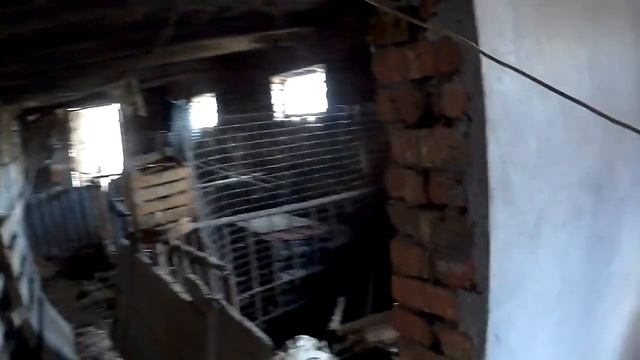 ЖИВЕМ В ДЕРЕВНЕ!!ОБРЕЗАЛ ЧЕСНОК!!СОБРАЛ ОГУРЦЫ!!!ОБЫЧНЫЕ ДЕРЕВЕНСКИЕ БУДНИ!!Деревенский влог