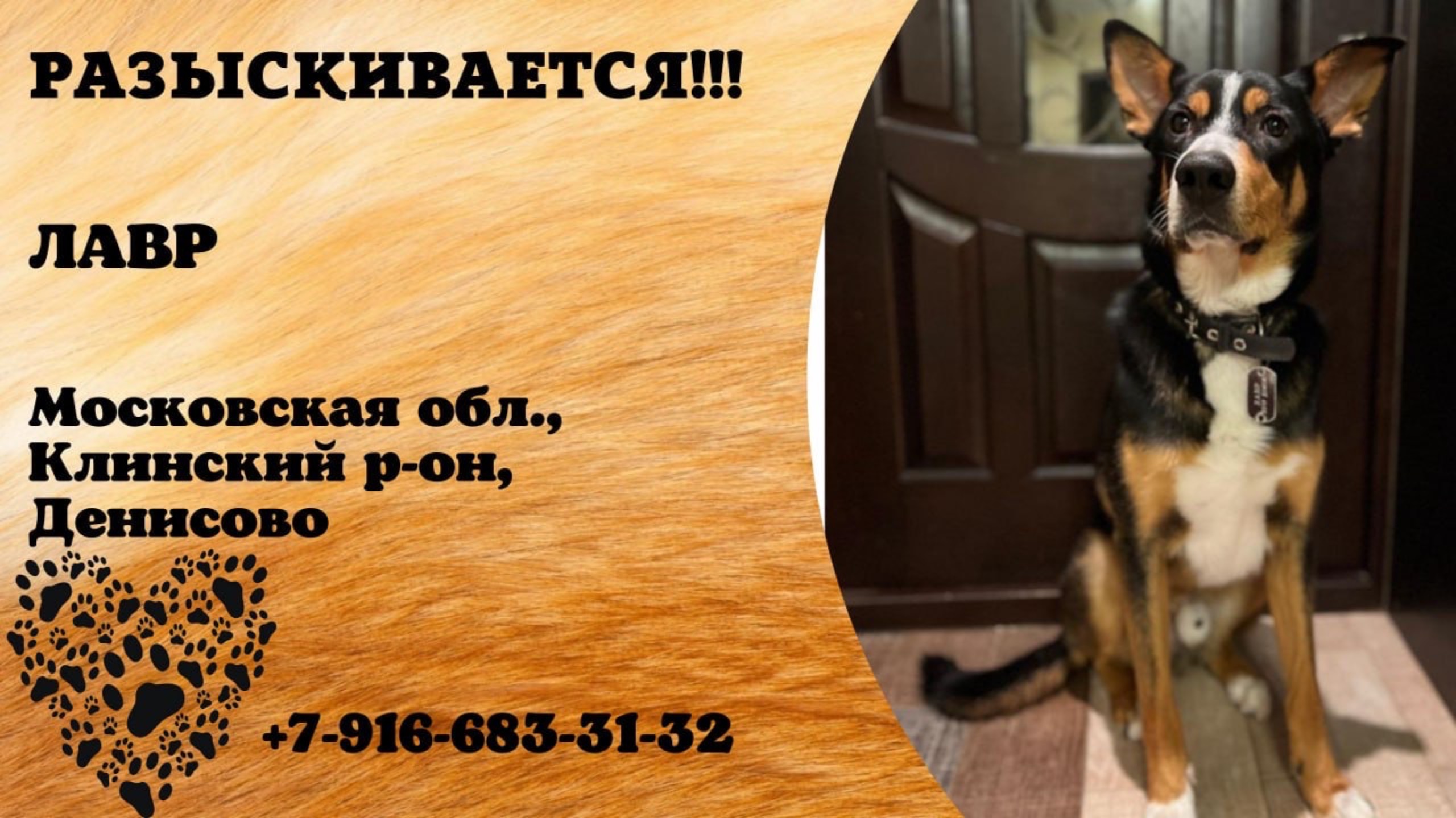 Пропала собака! ЛАВР. Московская обл., Клинский р-н, Денисово.