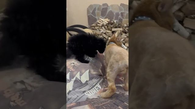 1000075922.mp4