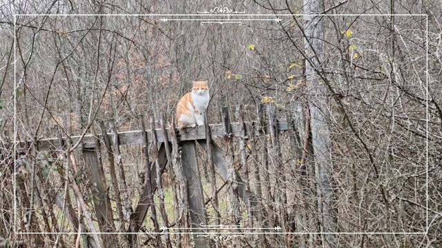 Кот долины реки "Жане". Геленджик.