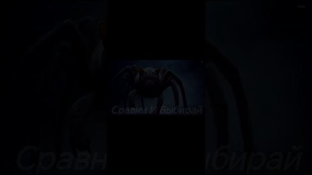Гибрид паука и кота: Уникальный кот с паучьими лапами! 🕷️🐱 2025