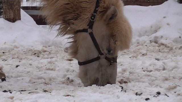 Верблюд