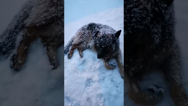 Омар и снегопад ❄️❄️❄️