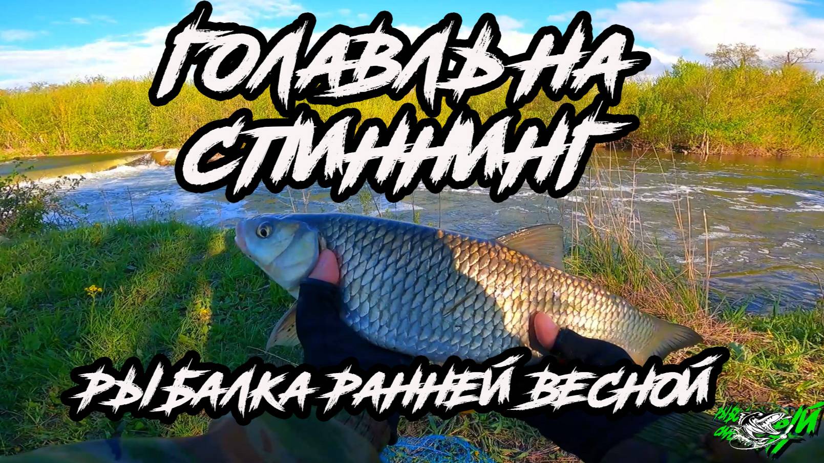 Думал щука, а там ТРОФЕЙНЫЙ ГОЛАВЛЬ. Рыбалка на спиннинг.