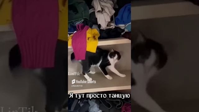 🔥МЕМЫ ПРО КОТИКОВ😸