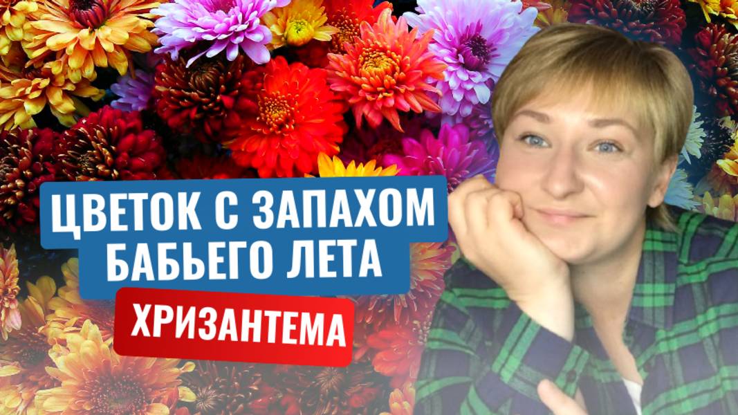 Почему хризантемы считаются символом счастья и долголетия?История самого осеннего цветка.