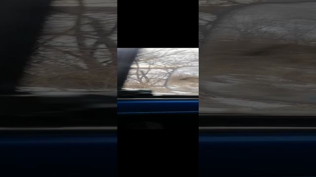 волчара не отстает)))