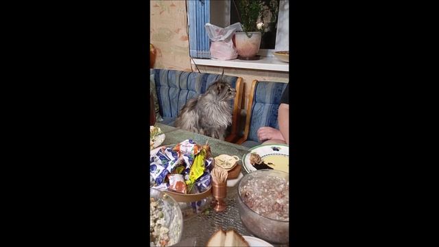 Кот.Кос