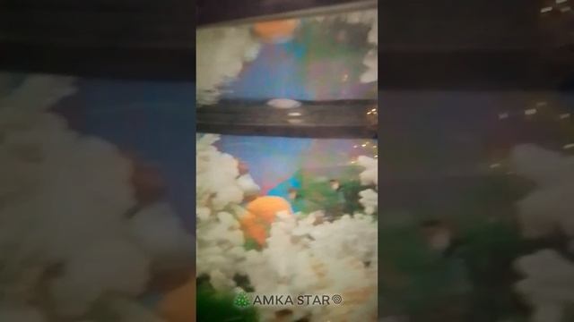 у меня теперь есть 9 рыбок😍😍😍😍