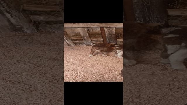 Катумские девчули🐑😍