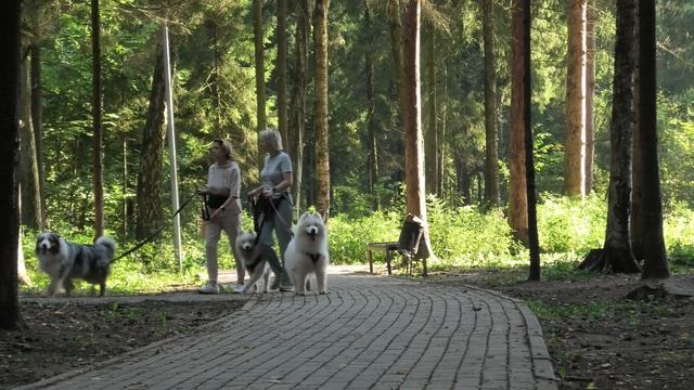 Лесопарк3