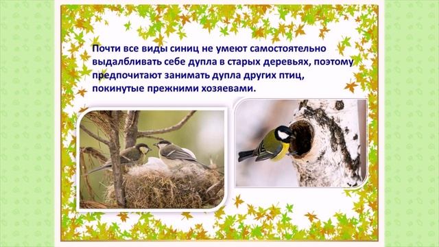 12  ноября Синичкин день Видеопрезентация