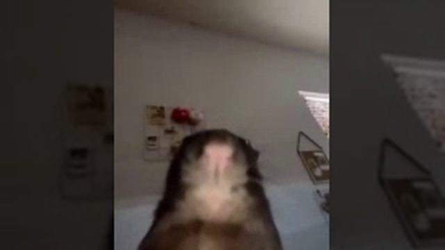 1000026265.mp4