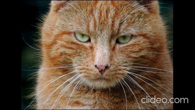 Экслер Алекс - Полные записки кота Шашлыка