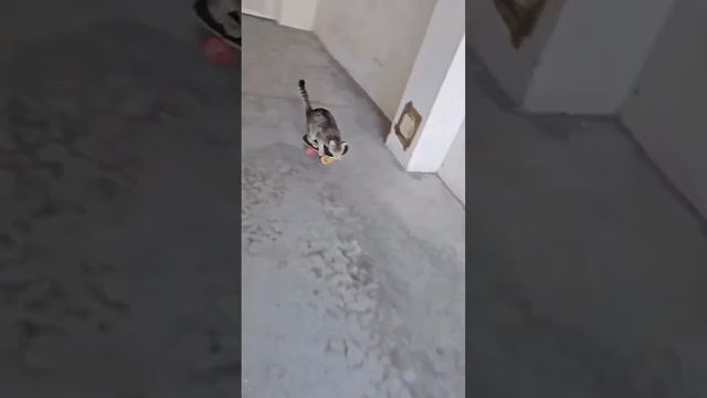 Скейтеркот