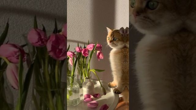 ля какая ляпота