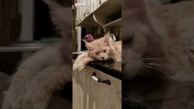 Мейн кун