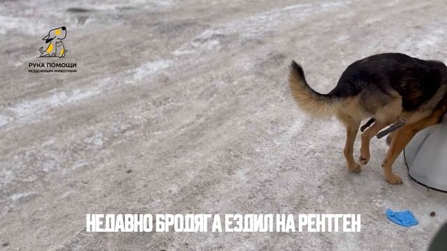 Не очень хорошие новости от Бродяги. Поддержать ⬇️