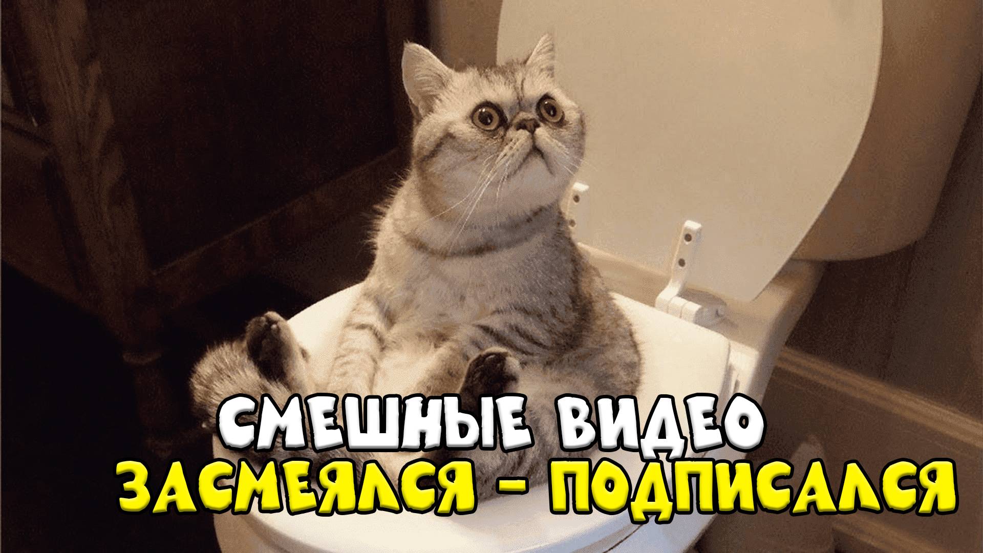 😺 Фокус покус! 🐈 Видео смешных котов и котят для хоро