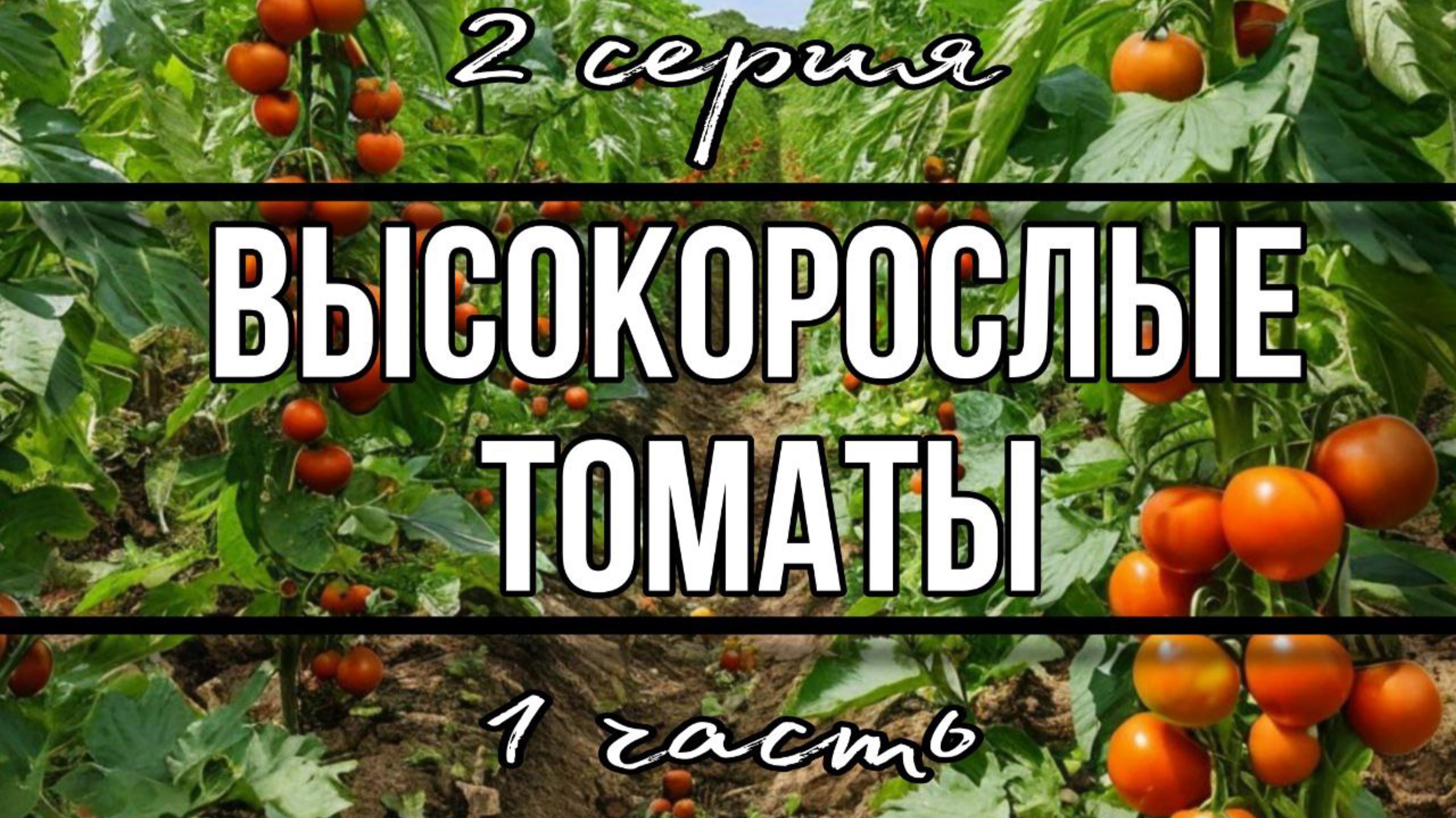 Семена на 2025 год. Высокорослые томаты.
Серия 2 Часть 1