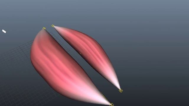 Muscle system