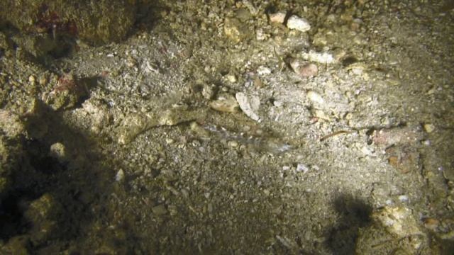 Ночное погружение в Сабанге, Палаван, Филиппины