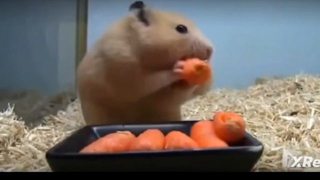 Забавные хомячки😀🐹