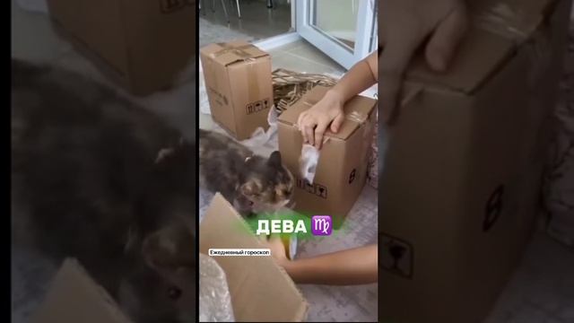Гороскоп.mp4